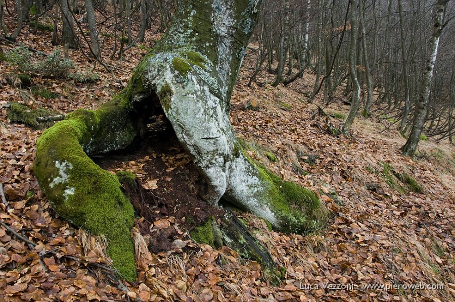09-ALBERO CURIOSO.jpg